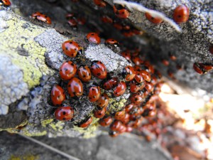 ladybugs